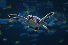 アオウミガメ