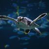 アオウミガメ
