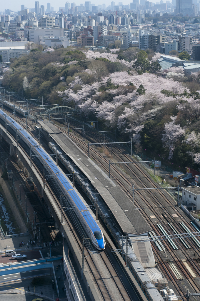 E7系と飛鳥山公園の桜