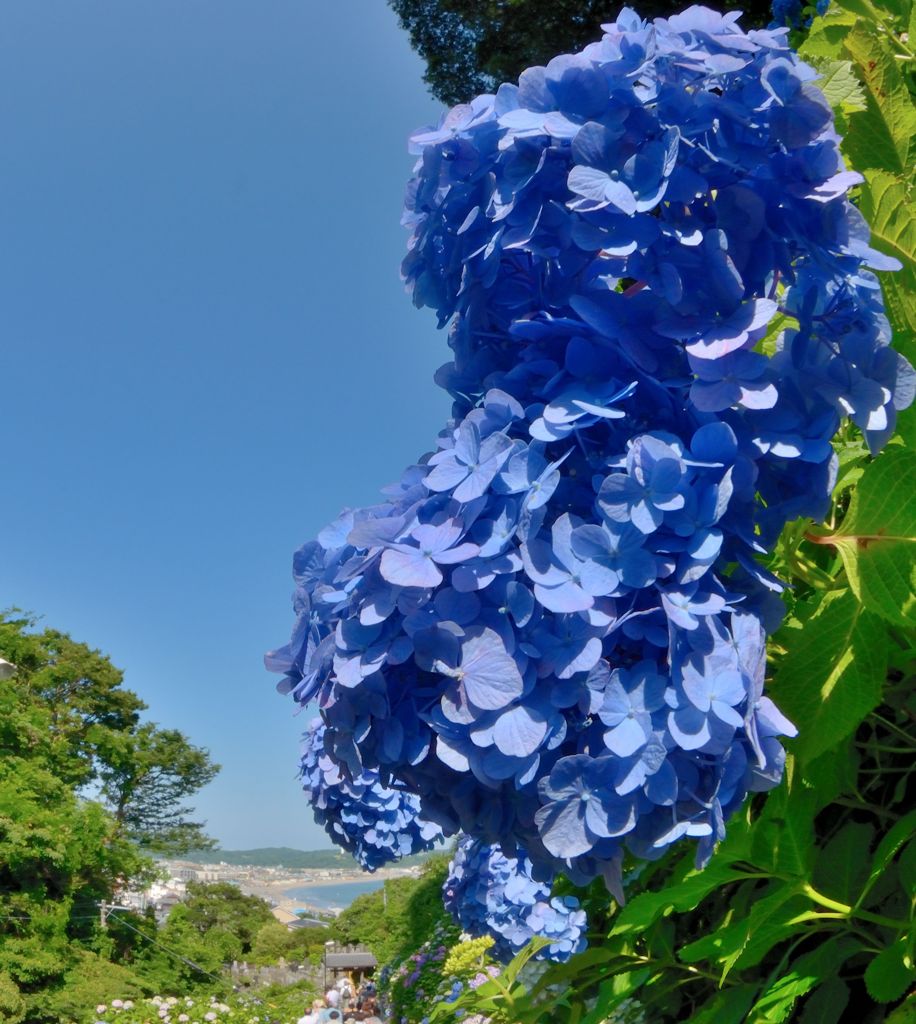 The Blue