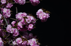 暗闇に八重桜