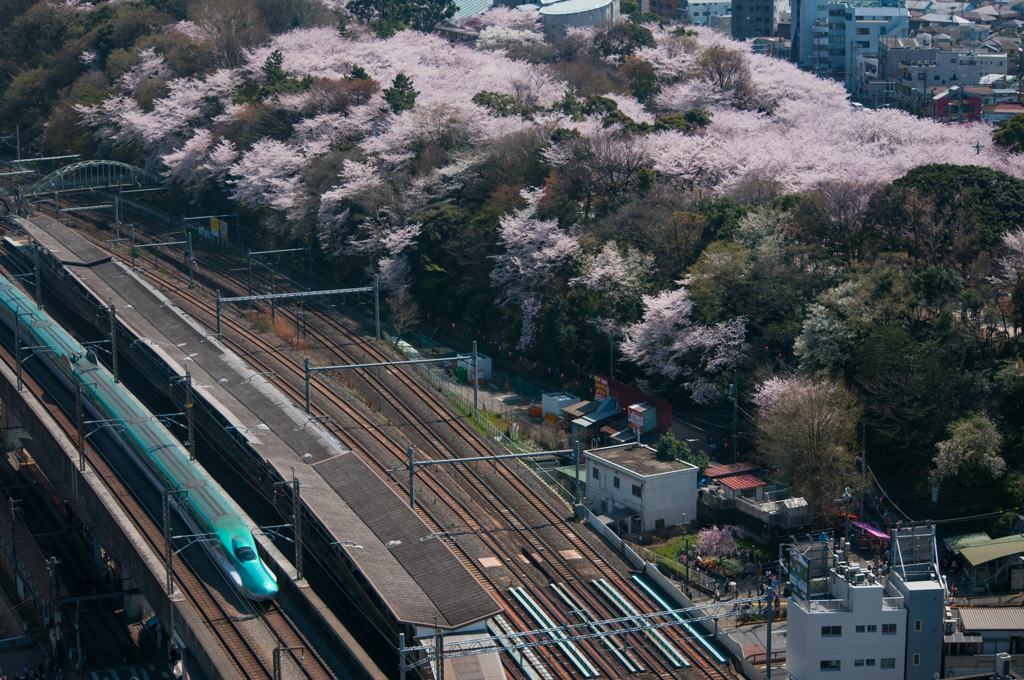 飛鳥山公園とE5