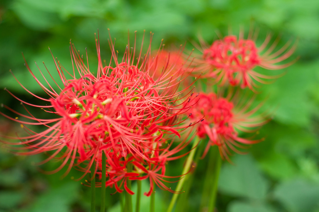 死にまつわる花