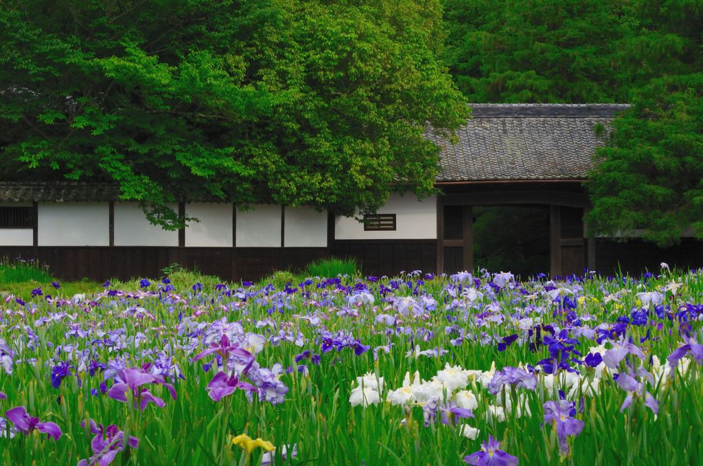 加茂荘・長屋門と花菖蒲