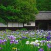 加茂荘・長屋門と花菖蒲