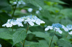 初夏の花