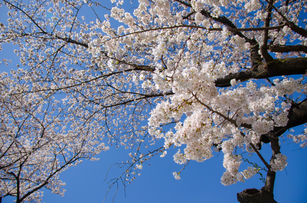 見上げる桜