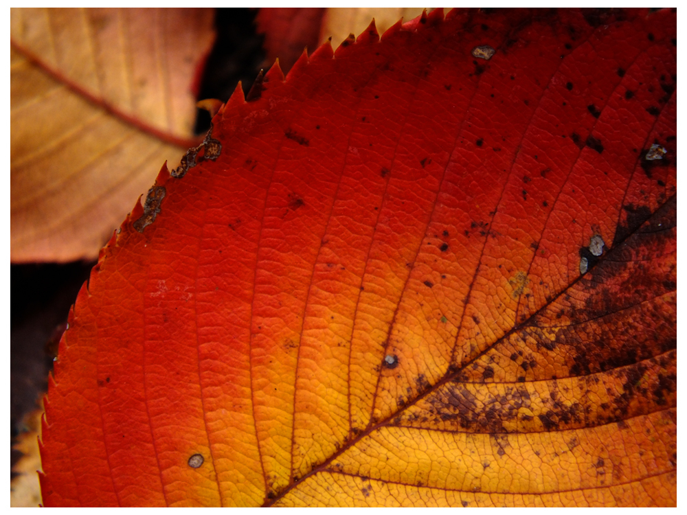 Fallen leaves「彩」