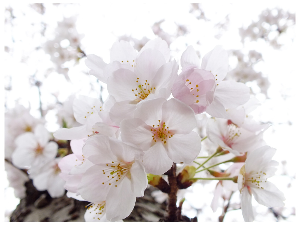 素顔の桜03
