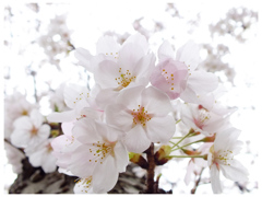 素顔の桜03
