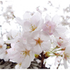 素顔の桜03