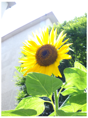 夏の申し子