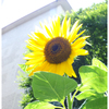 夏の申し子