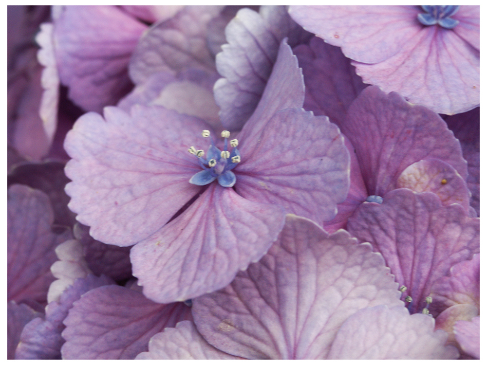 紫陽花の花/2004