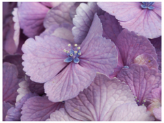 紫陽花の花/2004
