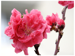 桜の咲く頃
