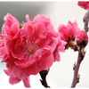 桜の咲く頃