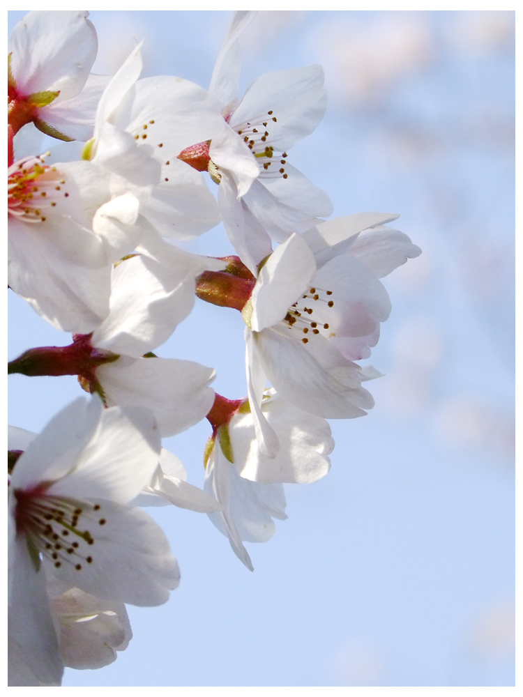 素顔の桜01
