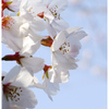 素顔の桜01