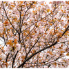 山桜