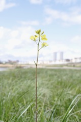 春日和