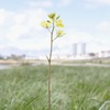 春日和