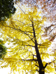 yellow tree