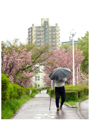 春雨寸景