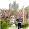 春雨寸景