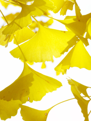 yellow leaf