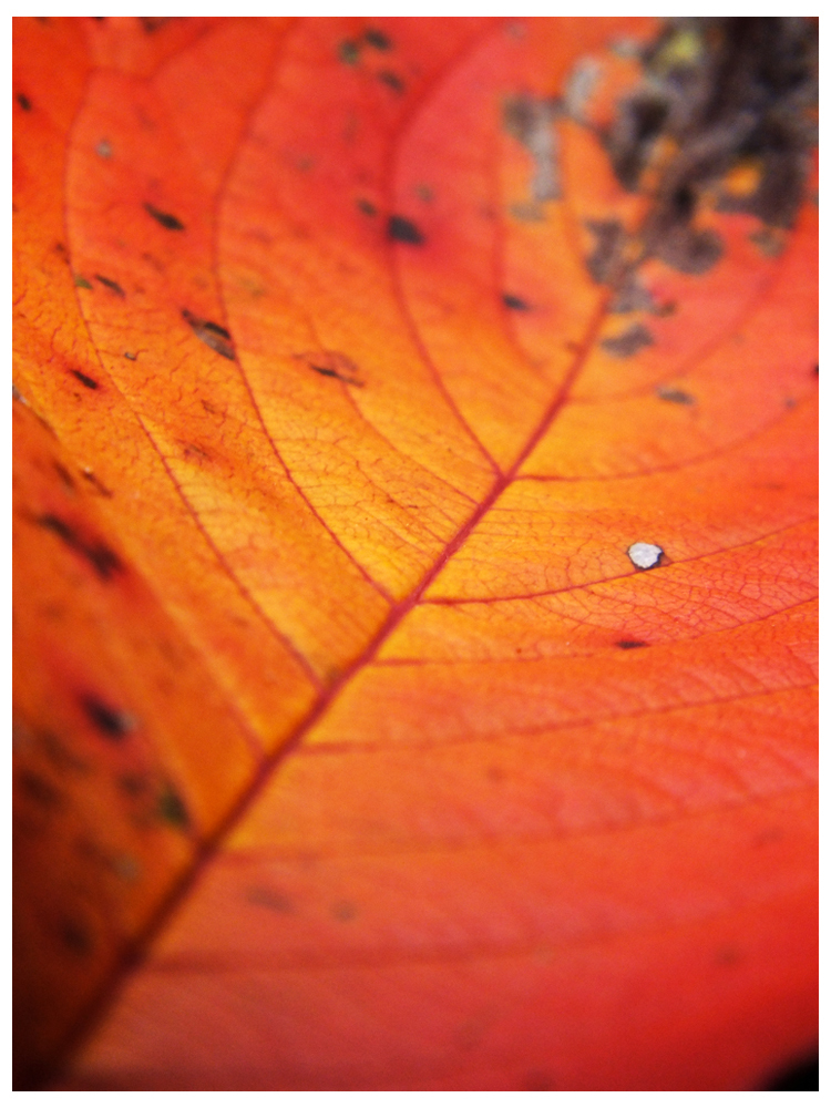 Fallen leaves「彩」