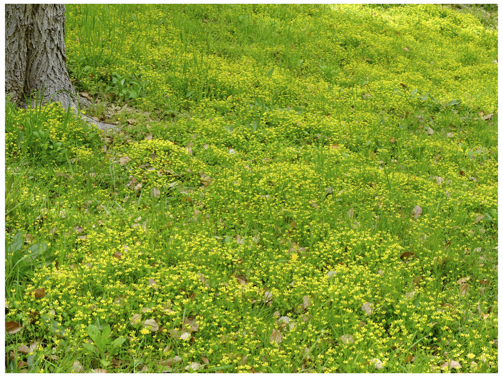 yellowish green field