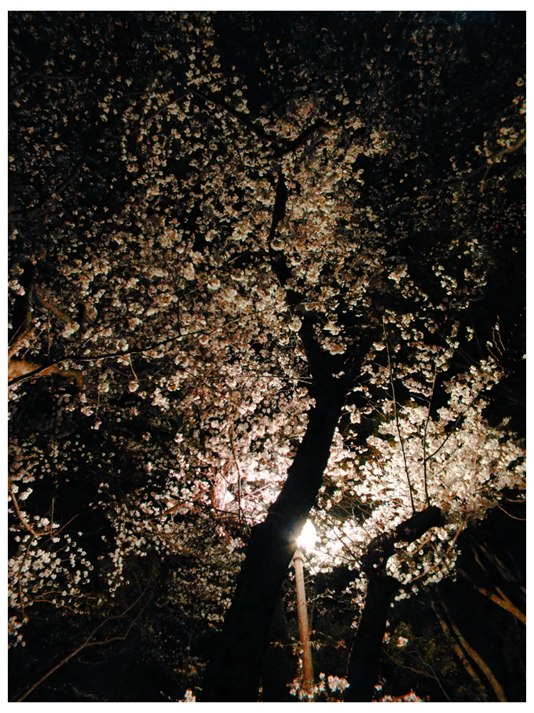 夜桜
