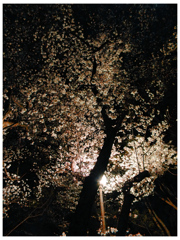 夜桜