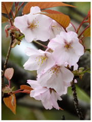 山桜