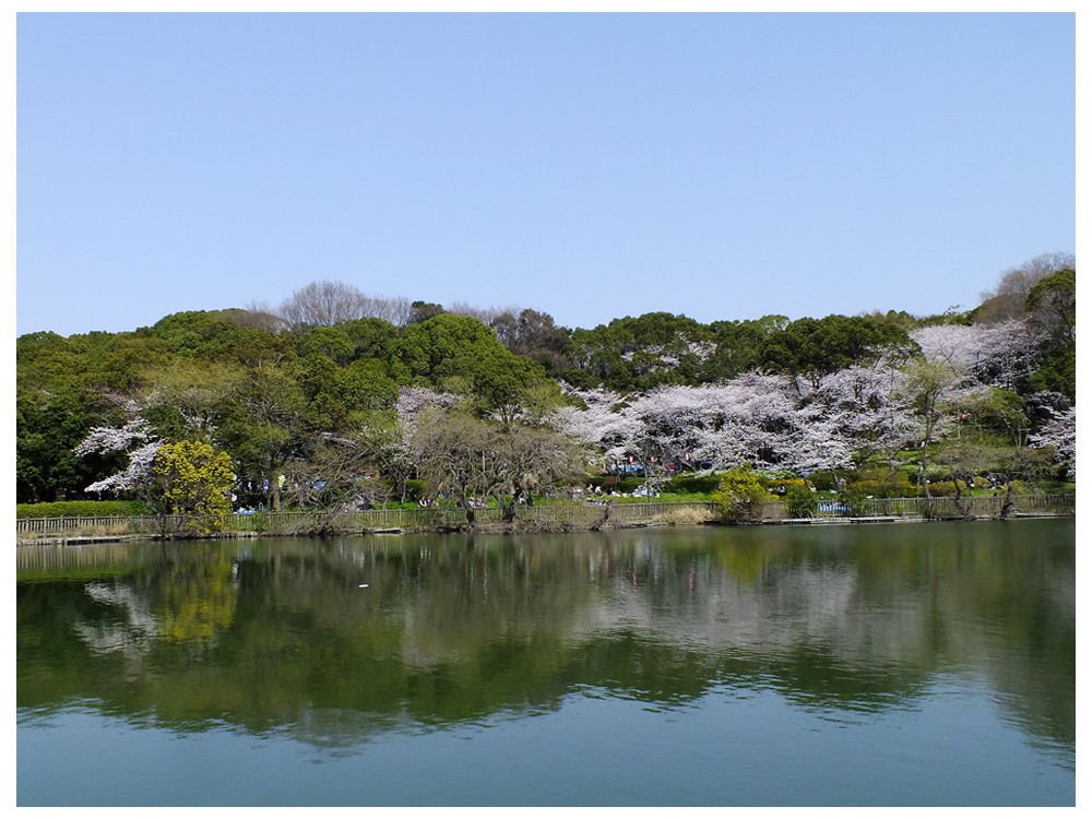 桜咲く