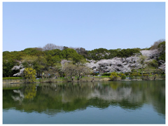 桜咲く