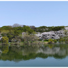 桜咲く