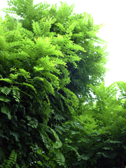 濃淡