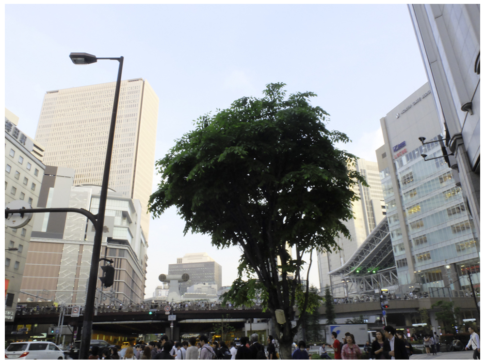 street tree