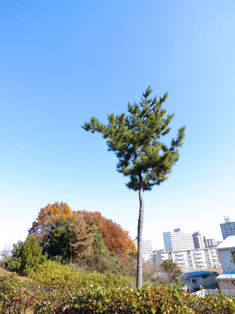 本日快晴