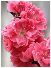 桜の咲く頃