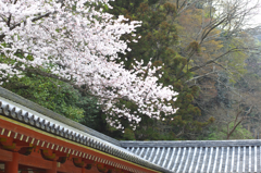 八幡市のさくら