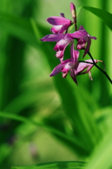 花1