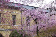 京都府庁のさくら
