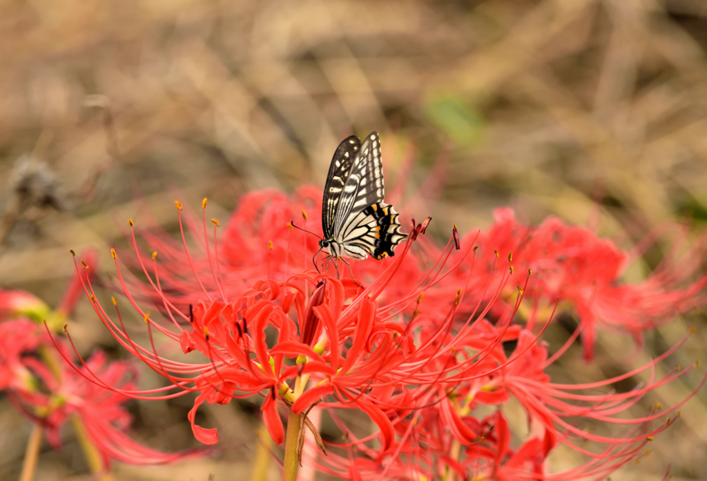 花にちょう