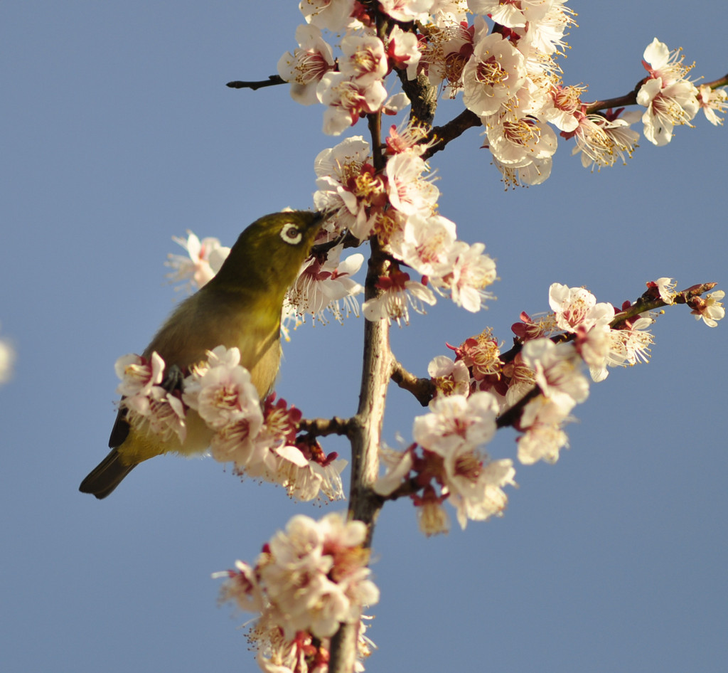 _DSC0114_109朝陽とメジロ_DSC0114