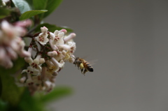 花粉一杯のゴマギ発見、接近中