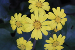 黄色い花たち
