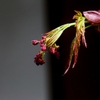 momiji1